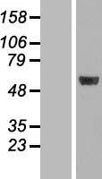 MINA / MINA53 Protein - Western validation with an anti-DDK antibody * L: Control HEK293 lysate R: Over-expression lysate