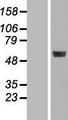 MINA / MINA53 Protein - Western validation with an anti-DDK antibody * L: Control HEK293 lysate R: Over-expression lysate