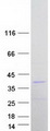 MINPP1 Protein - Purified recombinant protein MINPP1 was analyzed by SDS-PAGE gel and Coomassie Blue Staining