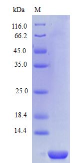 MIP2 / GRO2 / CXCL2 Protein