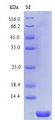 MIP2 / GRO2 / CXCL2 Protein