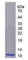 MIP2 / GRO2 / CXCL2 Protein - Recombinant Growth Regulated Oncogene Beta By SDS-PAGE