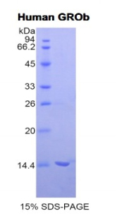 MIP2 / GRO2 / CXCL2 Protein - Recombinant Growth Regulated Oncogene Beta By SDS-PAGE