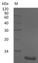 MIP2 / GRO2 / CXCL2 Protein - (Tris-Glycine gel) Discontinuous SDS-PAGE (reduced) with 5% enrichment gel and 15% separation gel.