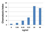 MIP2 / GRO2 / CXCL2 Protein - Human neutrophils chemoattracted by human CXCL2.