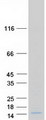 MIP2 / GRO2 / CXCL2 Protein - Purified recombinant protein CXCL2 was analyzed by SDS-PAGE gel and Coomassie Blue Staining