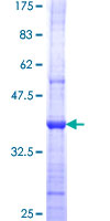 MIPEP Protein - 12.5% SDS-PAGE Stained with Coomassie Blue.
