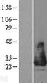 MIRP1 / KCNE2 Protein - Western validation with an anti-DDK antibody * L: Control HEK293 lysate R: Over-expression lysate