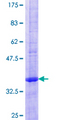 MIRP1 / KCNE2 Protein - 12.5% SDS-PAGE of human KCNE2 stained with Coomassie Blue