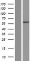 MITF Protein - Western validation with an anti-DDK antibody * L: Control HEK293 lysate R: Over-expression lysate