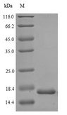 MKI67 / Ki67 Protein - (Tris-Glycine gel) Discontinuous SDS-PAGE (reduced) with 5% enrichment gel and 15% separation gel.