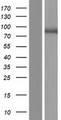 MKLN1 / Muskelin Protein - Western validation with an anti-DDK antibody * L: Control HEK293 lysate R: Over-expression lysate