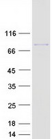 MKLN1 / Muskelin Protein - Purified recombinant protein MKLN1 was analyzed by SDS-PAGE gel and Coomassie Blue Staining