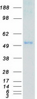 MKNK2 / MNK2 Protein - Purified recombinant protein MKNK2 was analyzed by SDS-PAGE gel and Coomassie Blue Staining