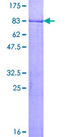MKRN1 Protein - 12.5% SDS-PAGE of human MKRN1 stained with Coomassie Blue