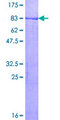 MKRN1 Protein - 12.5% SDS-PAGE of human MKRN1 stained with Coomassie Blue