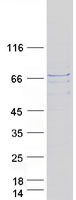 MKRN1 Protein - Purified recombinant protein MKRN1 was analyzed by SDS-PAGE gel and Coomassie Blue Staining