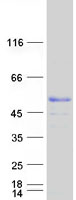 MKRN2 Protein - Purified recombinant protein MKRN2 was analyzed by SDS-PAGE gel and Coomassie Blue Staining