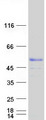 MKRN2 Protein - Purified recombinant protein MKRN2 was analyzed by SDS-PAGE gel and Coomassie Blue Staining