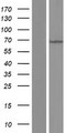 MKS1 Protein - Western validation with an anti-DDK antibody * L: Control HEK293 lysate R: Over-expression lysate