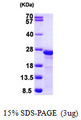 MLC2 / MYL9 Protein