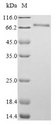 MLF1 Protein - (Tris-Glycine gel) Discontinuous SDS-PAGE (reduced) with 5% enrichment gel and 15% separation gel.