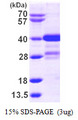MLF1 Protein