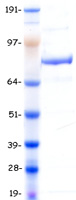 MLH1 Protein - Purified recombinant protein MLH1 was analyzed by SDS-PAGE gel and Coomassie Blue Staining