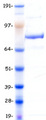 MLH1 Protein - Purified recombinant protein MLH1 was analyzed by SDS-PAGE gel and Coomassie Blue Staining