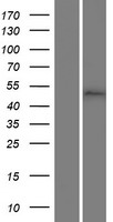 MLIP Protein - Western validation with an anti-DDK antibody * L: Control HEK293 lysate R: Over-expression lysate