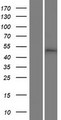 MLIP Protein - Western validation with an anti-DDK antibody * L: Control HEK293 lysate R: Over-expression lysate