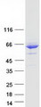 MLIP Protein - Purified recombinant protein MLIP was analyzed by SDS-PAGE gel and Coomassie Blue Staining