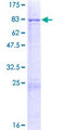 MLKL Protein - 12.5% SDS-PAGE of human MLKL stained with Coomassie Blue