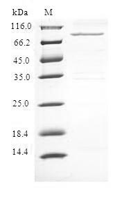 MLLT3 / AF9 Protein - (Tris-Glycine gel) Discontinuous SDS-PAGE (reduced) with 5% enrichment gel and 15% separation gel.