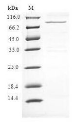 MLLT3 / AF9 Protein - (Tris-Glycine gel) Discontinuous SDS-PAGE (reduced) with 5% enrichment gel and 15% separation gel.