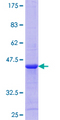 MLN / Motilin Protein - 12.5% SDS-PAGE of human MLN stained with Coomassie Blue