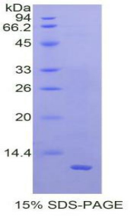 MLN / Motilin Protein - Recombinant Motilin By SDS-PAGE