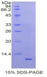 MLN / Motilin Protein - Recombinant Motilin By SDS-PAGE
