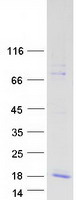MLN / Motilin Protein - Purified recombinant protein MLN was analyzed by SDS-PAGE gel and Coomassie Blue Staining