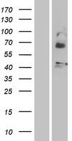 MLNR/GPR38/Motilin Receptor Protein - Western validation with an anti-DDK antibody * L: Control HEK293 lysate R: Over-expression lysate