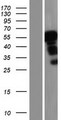 MLR2 / LCOR Protein - Western validation with an anti-DDK antibody * L: Control HEK293 lysate R: Over-expression lysate