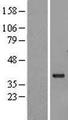 MLST8 / GBL Protein - Western validation with an anti-DDK antibody * L: Control HEK293 lysate R: Over-expression lysate
