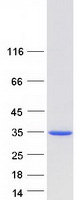 MLX / TCFL4 Protein - Purified recombinant protein MLX was analyzed by SDS-PAGE gel and Coomassie Blue Staining