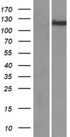 MLXIPL / CHREBP Protein - Western validation with an anti-DDK antibody * L: Control HEK293 lysate R: Over-expression lysate