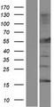 MLYCD / MCD Protein - Western validation with an anti-DDK antibody * L: Control HEK293 lysate R: Over-expression lysate