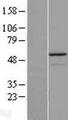 MLZE Protein - Western validation with an anti-DDK antibody * L: Control HEK293 lysate R: Over-expression lysate