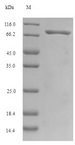 MLZE Protein - (Tris-Glycine gel) Discontinuous SDS-PAGE (reduced) with 5% enrichment gel and 15% separation gel.