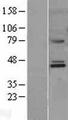 MMAA Protein - Western validation with an anti-DDK antibody * L: Control HEK293 lysate R: Over-expression lysate