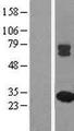 MMAB Protein - Western validation with an anti-DDK antibody * L: Control HEK293 lysate R: Over-expression lysate