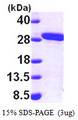 MMAB Protein